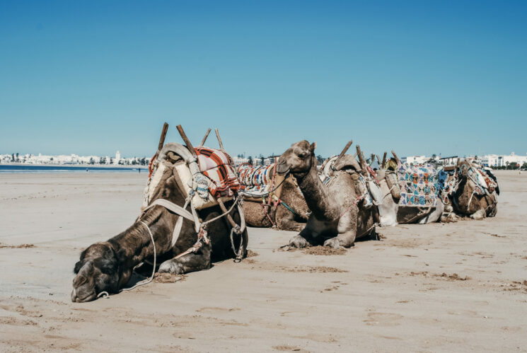 Voyage à Essaouira : 5 Tips